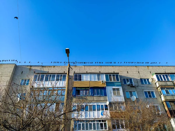 アパートの屋根の上に座っているカラスの群れ — ストック写真