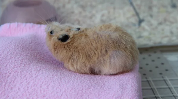 Syrische Hamster Geeuwt Een Deken — Stockfoto