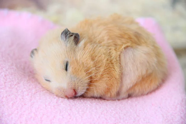 Syrisk Hamster Sover Filt Närbild — Stockfoto
