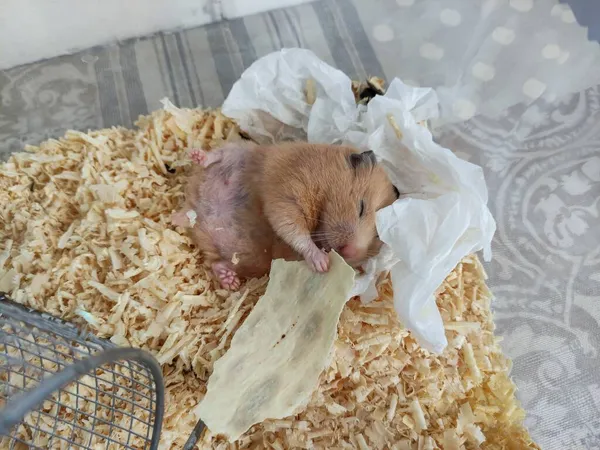 Uykulu Hamster Sırt Üstü Uzan Gözleri Kapalı — Stok fotoğraf
