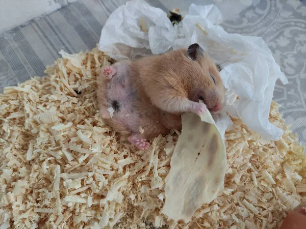 Sömnig Hamster Ligga Rygg Och Äta Med Slutna Ögon — Stockfoto