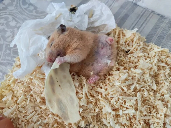 熟睡的仓鼠仰卧在床上 闭着眼睛吃东西 — 图库照片