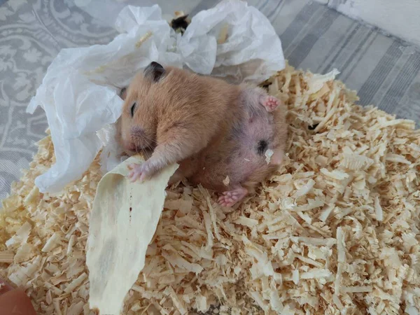 Hamsterul Somnoros Întinde Spate Mănâncă Ochii Închiși — Fotografie, imagine de stoc