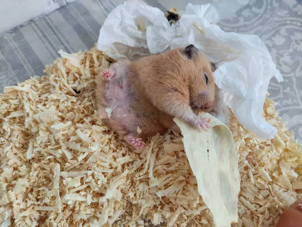 Schläfriger Hamster Legt Sich Auf Den Rücken Und Isst Mit — Stockfoto