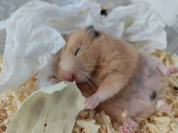 Sleepy Hamster Liggen Rug Eten Met Gesloten Ogen Close — Stockfoto