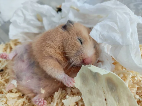 Sleepy Hamster Liggen Rug Eten Met Gesloten Ogen Close — Stockfoto