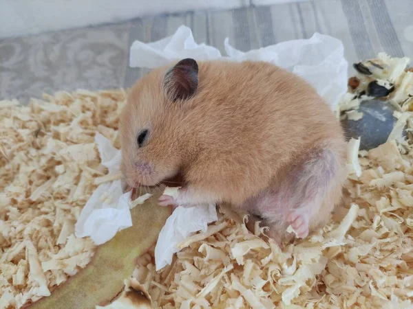 Schläfriger Hamsterschlank Mit Angehobenem Bein — Stockfoto