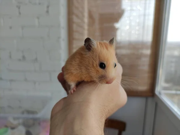 Bonito Hamster Sírio Nas Mãos Proprietário — Fotografia de Stock