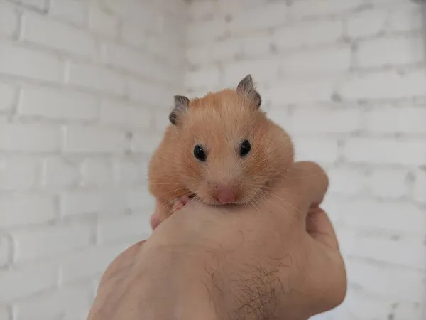 Niedlicher Syrischer Hamster Den Händen Des Besitzers — Stockfoto