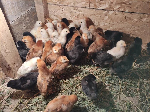 Kis Csirkék Egy Baromfitartó Gazdaságban — Stock Fotó