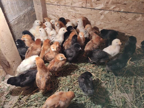Kümes hayvanları çiftliğindeki küçük tavuklar
