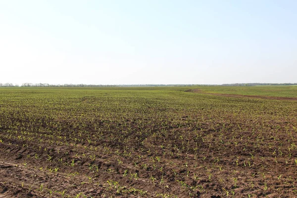 Küçük mısır filizleri olan tarım arazisi