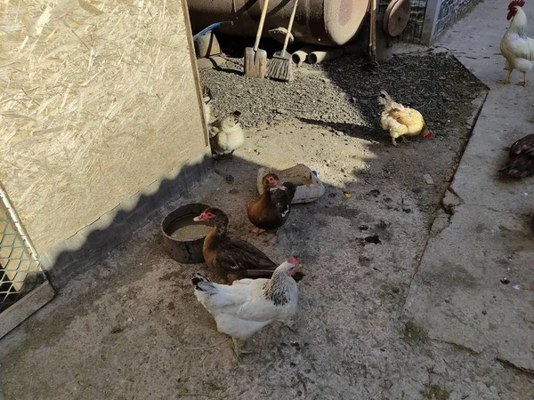 Aves Agrícolas Caminan Alrededor Corral —  Fotos de Stock