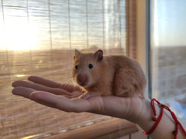 Hamster Sírio Nas Mãos Femininas Olhar Para Câmera — Fotografia de Stock