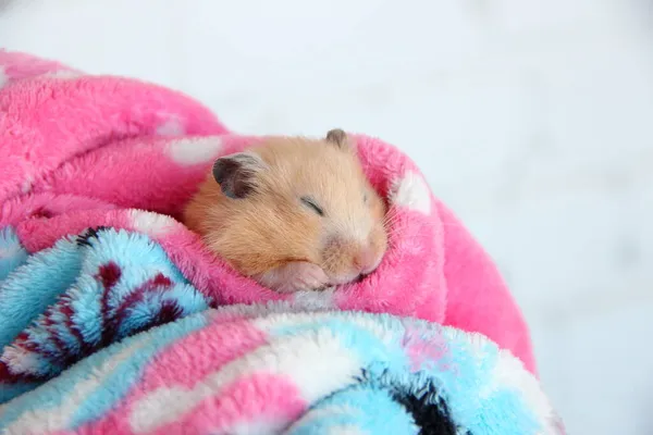 叙利亚仓鼠舒服地睡在浴衣里 — 图库照片