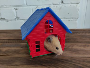 Suriye portakallı hamsterı kendi evinde