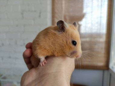 Şirin Suriyeli hamster sahibinin ellerinde.