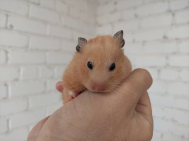 Şirin Suriyeli hamster sahibinin ellerinde.