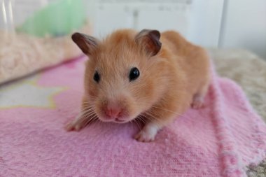 Az önce uyanan ürkek Suriyeli hamster