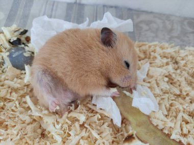 Kalkmış bacaklı uykulu hamster leat.
