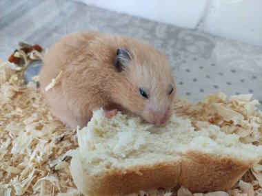 Turuncu Suriye hamsterı ekmek yiyor.