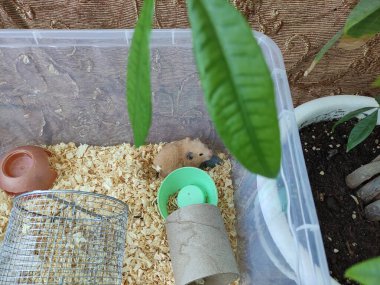 Bitkinin altındaki talaşlı hamster ve kameraya bak.