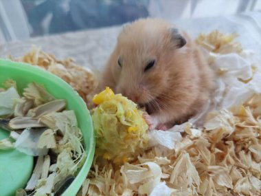 Mısır yiyen Suriyeli hamster