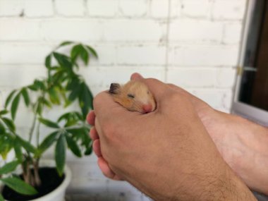 Altın Suriyeli hamster el ele tutuştu