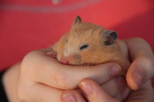 Hamster Está Dormindo Nas Mãos Menina — Fotografia de Stock