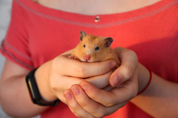 Mädchen Hält Einen Hamster Der Hand — Stockfoto