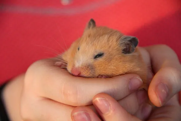 Hamster Está Dormindo Nas Mãos Menina — Fotografia de Stock