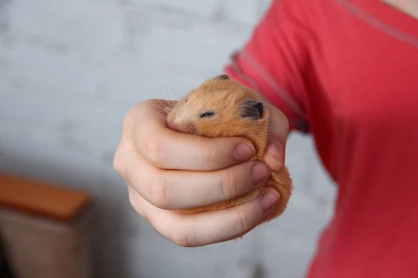 Hamster Está Dormindo Mão Menina — Fotografia de Stock