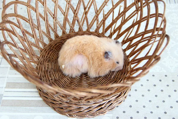 在柳条篮里睡觉的叙利亚仓鼠 — 图库照片