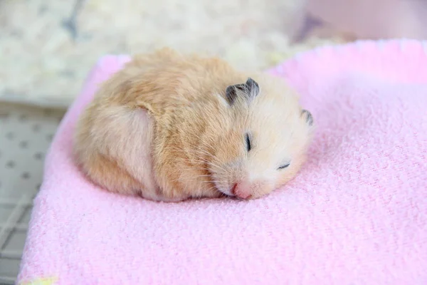 Suriyeli hamster battaniyenin üzerinde uyur.