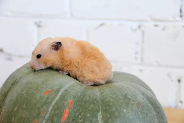 Syrischer Hamster Auf Dem Kürbis — Stockfoto