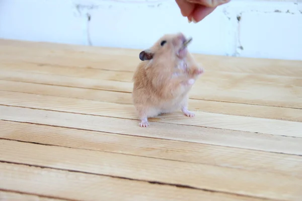 Hamster Sírio Alimentado Mão Fundo Madeira — Fotografia de Stock