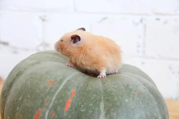 Syrische Hamster Pompoen — Stockfoto