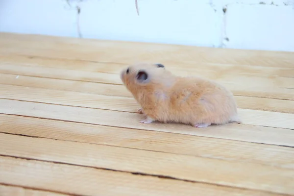 Syrian Hamster Wooden Background — Stock Photo, Image