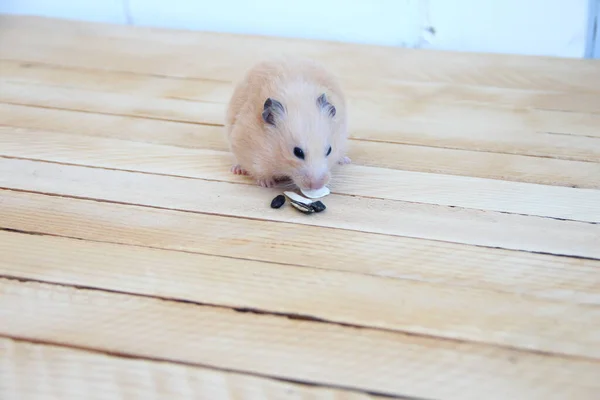 Syrian Hamster Eating Sunflower Seeds Wooden Background — Stock Photo, Image