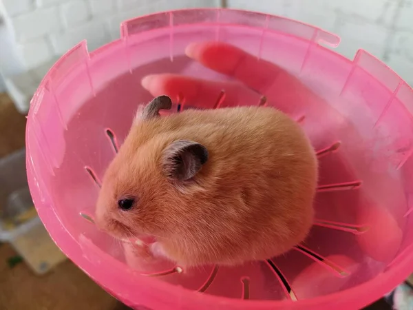 Jovem Segurando Hamster Seus Braços Close — Fotografia de Stock