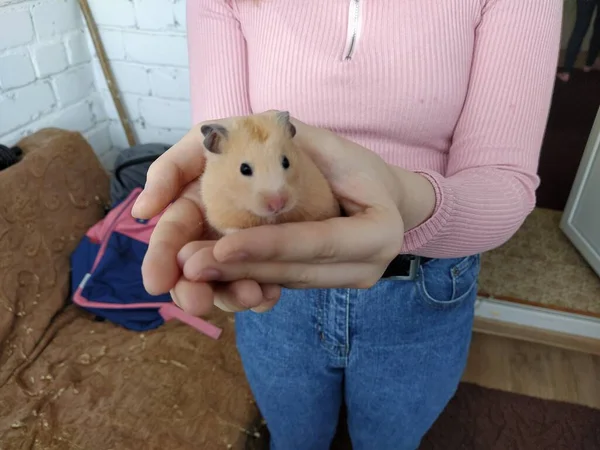 Kollarında hamster tutan bir kız, yakın plan.