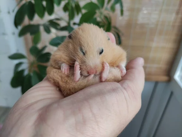 Syrische Gouden Hamster Opgekruld Zit Een Hand — Stockfoto