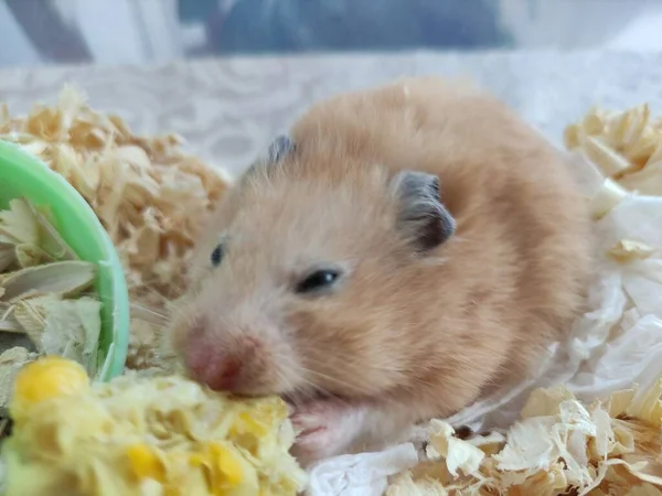 Syrische Hamster Eet Een Maïs — Stockfoto