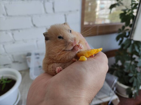 Fat hamster eats corn in a owner's hand