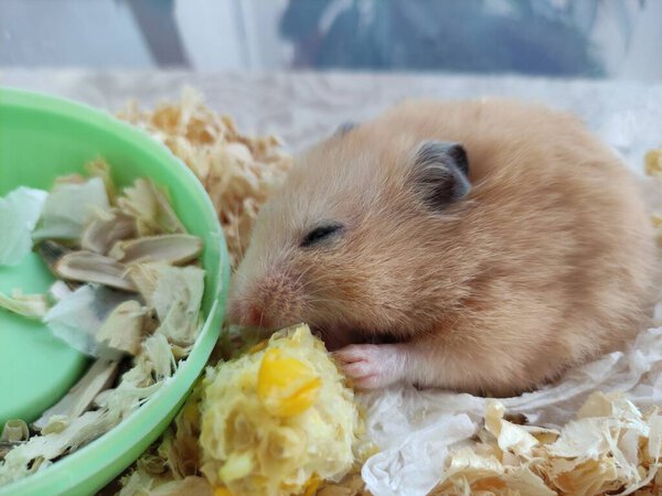 Syrian hamster eating a corn