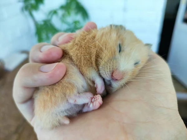 Bonito Hamster Sírio Dormindo Mão Proprietário — Fotografia de Stock