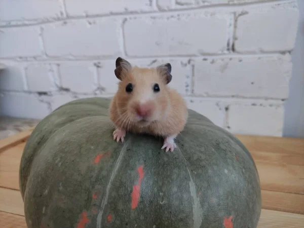 Hamster Sentado Abóbora — Fotografia de Stock