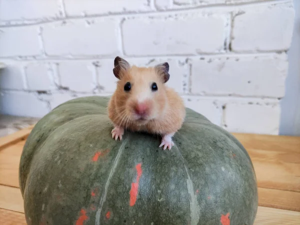 Hamster Sitzen Auf Dem Kürbis — Stockfoto