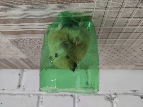 Hamster Sírio Senta Uma Garrafa Plástico Cortado — Fotografia de Stock
