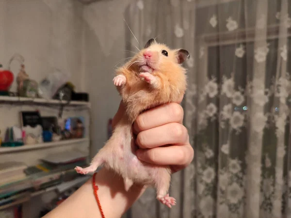 Grande Hamster Está Nas Mãos Como Rei — Fotografia de Stock